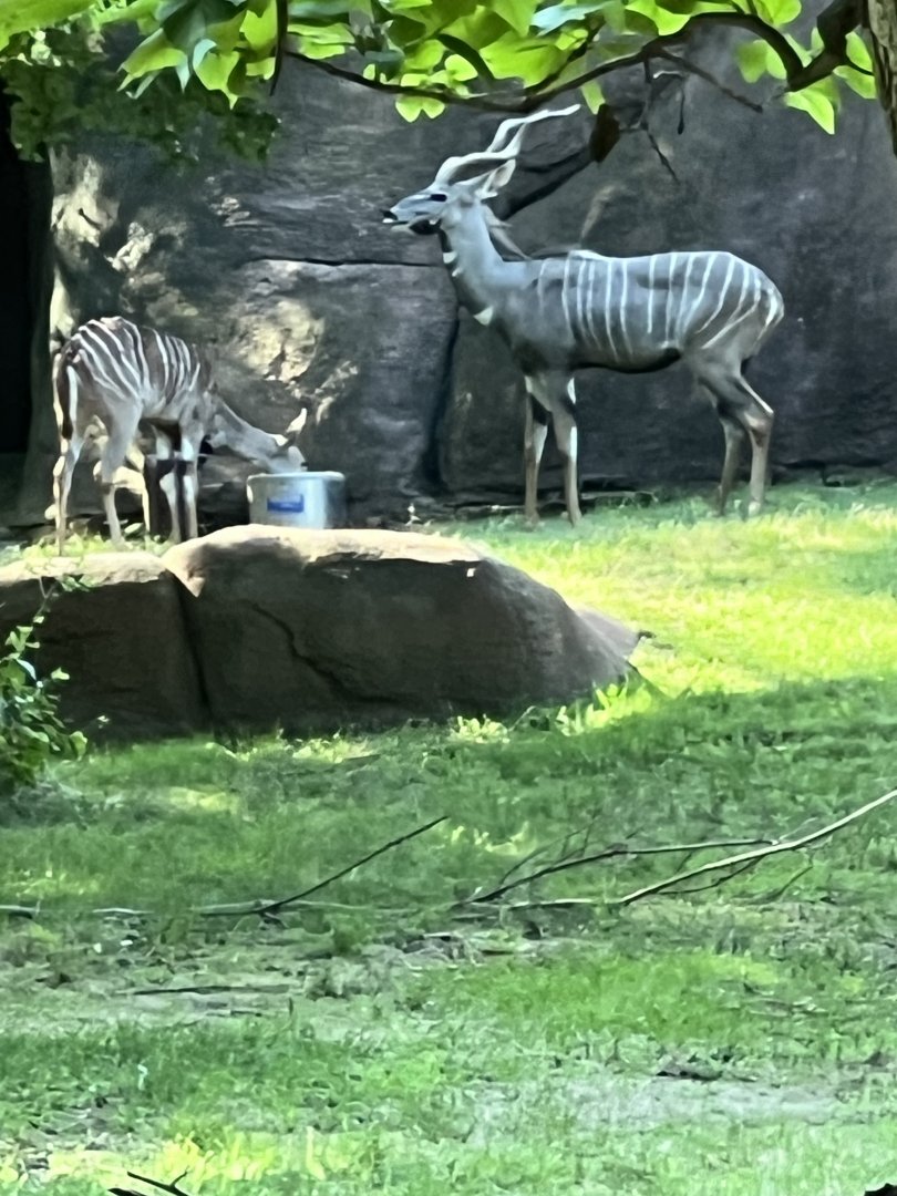 Lesser Kudu
