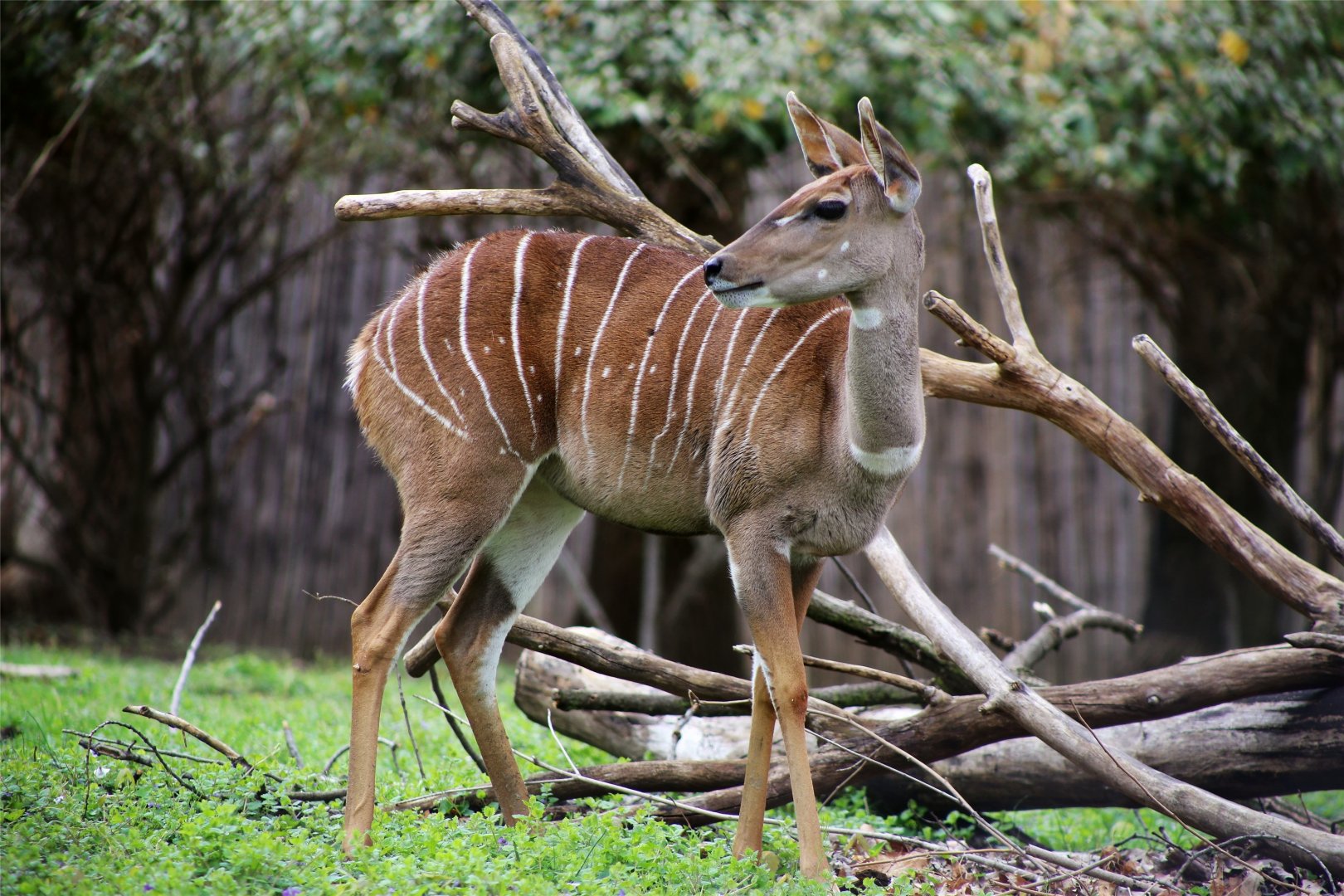 Lesser Kudu