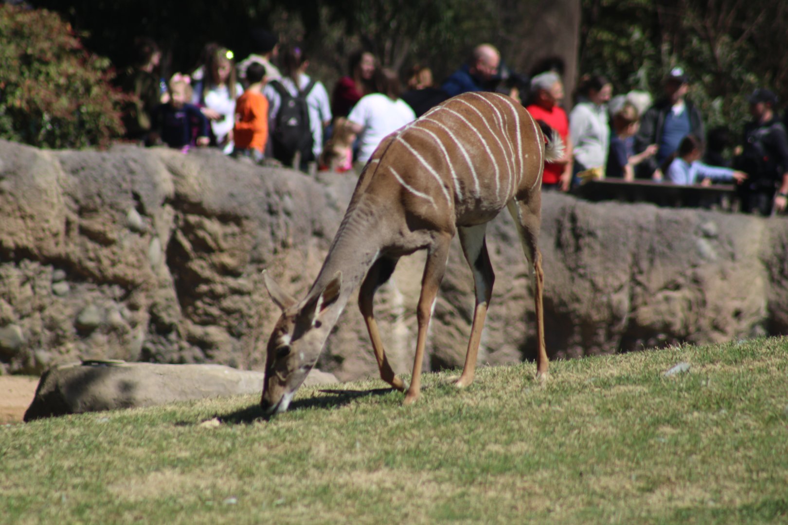 Lesser Kudu