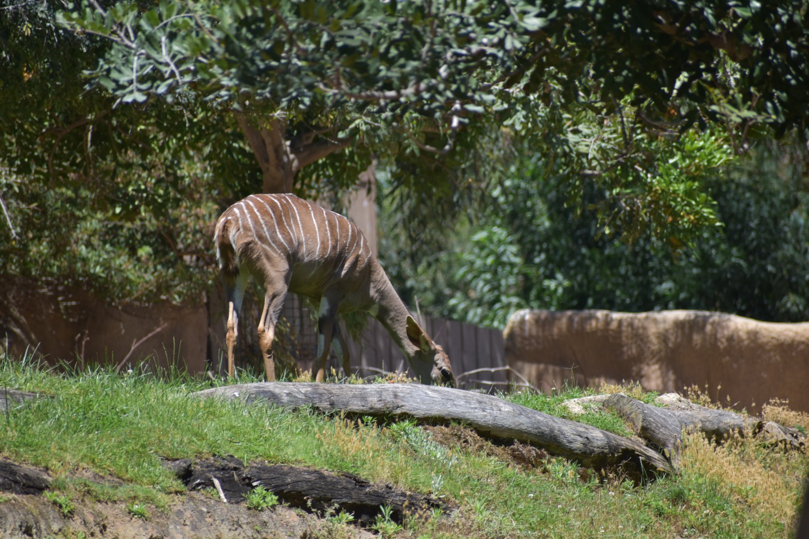 Lesser Kudu