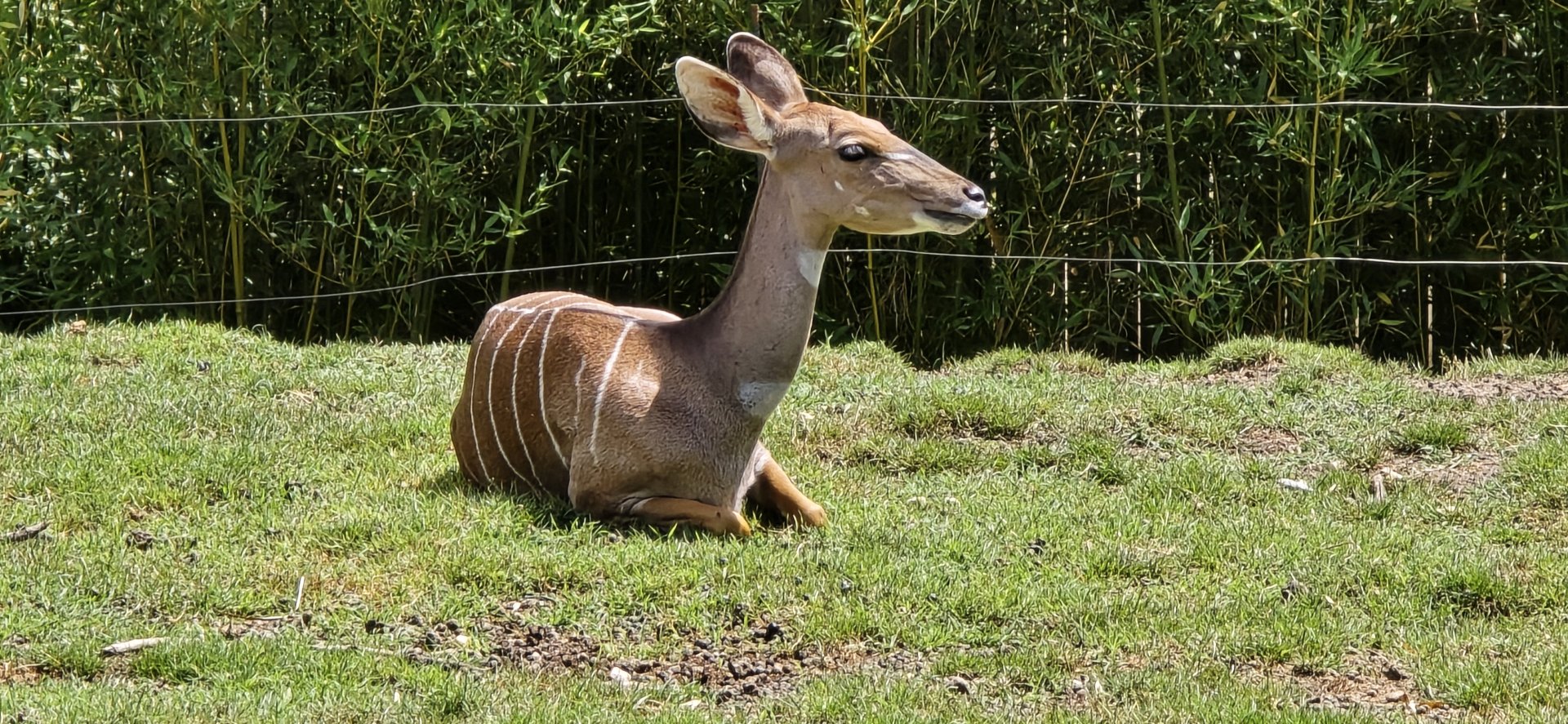 Lesser kudu