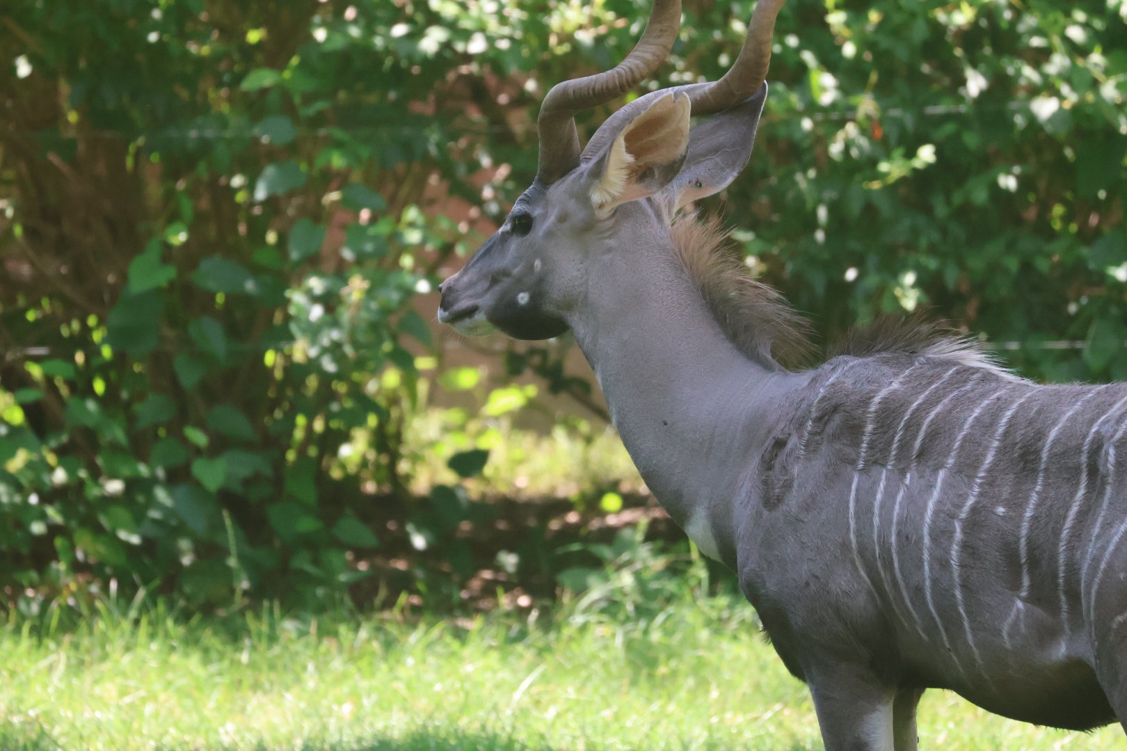 Lesser kudu