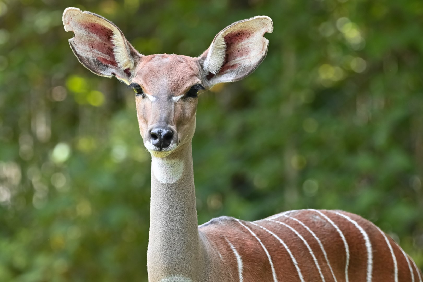 Lesser kudu