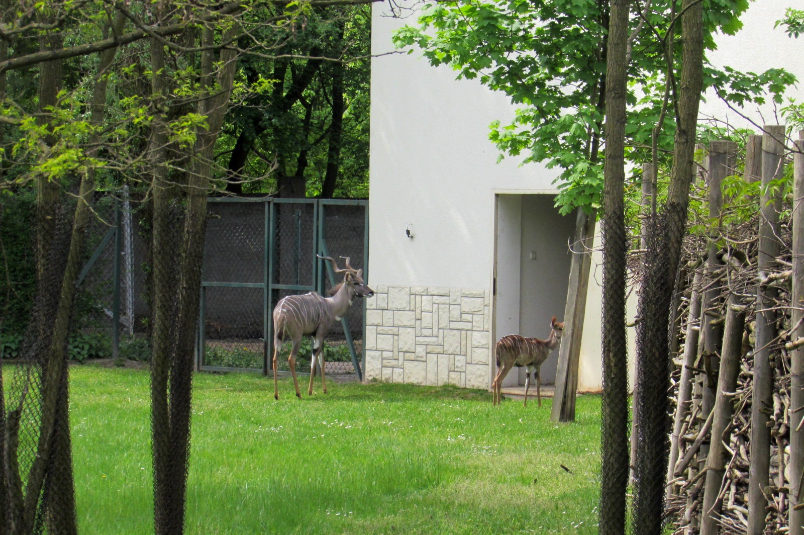 Lesser Kudus - 05/2015