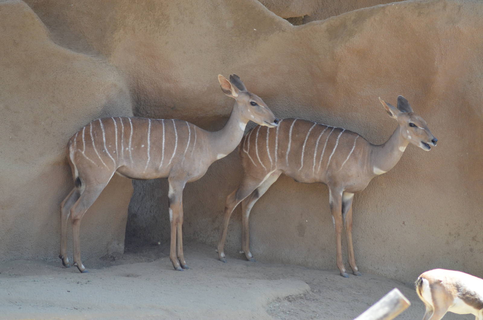 Lesser Kudus