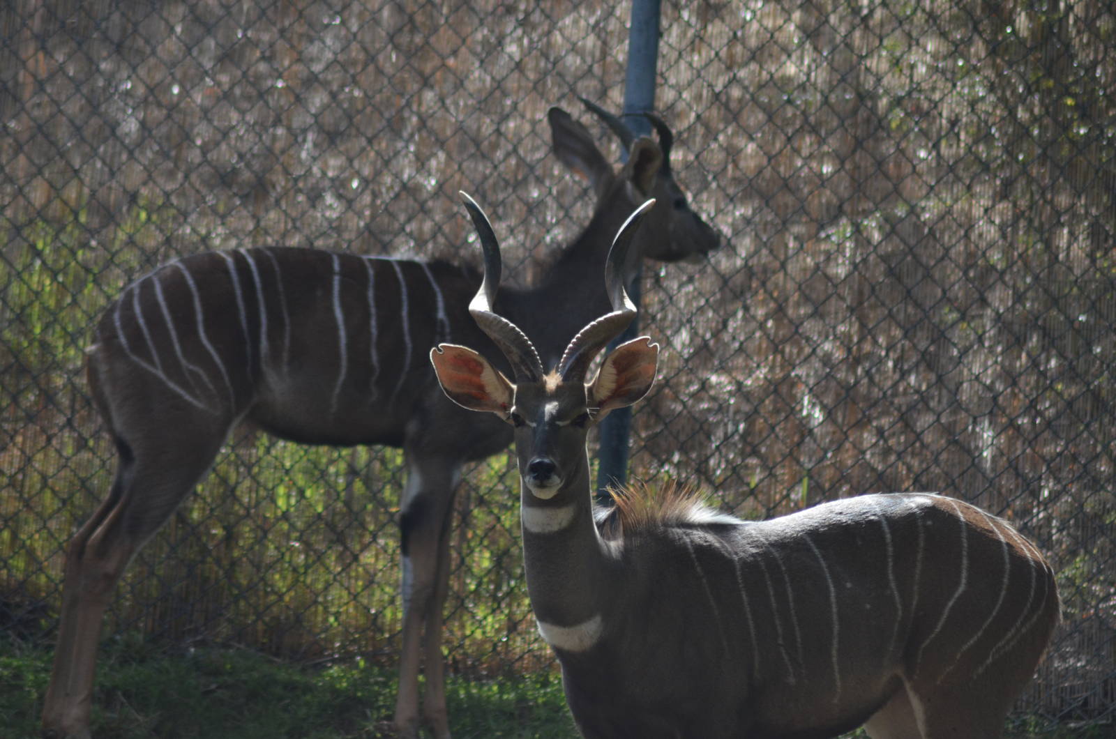 Lesser Kudus