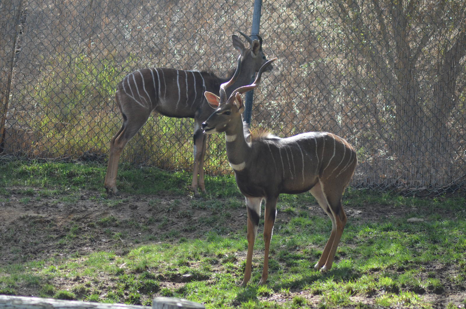 Lesser Kudus
