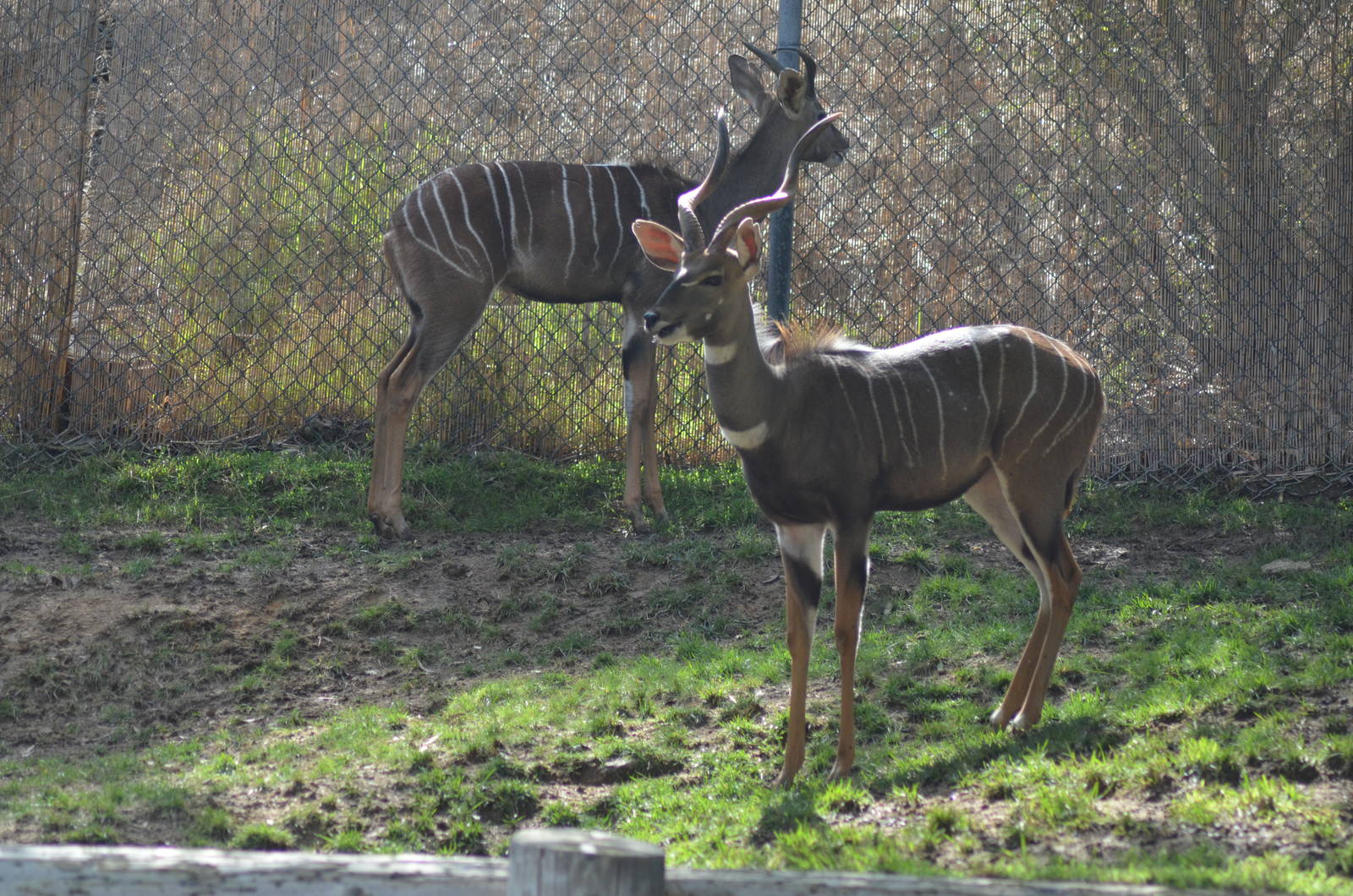 Lesser Kudus
