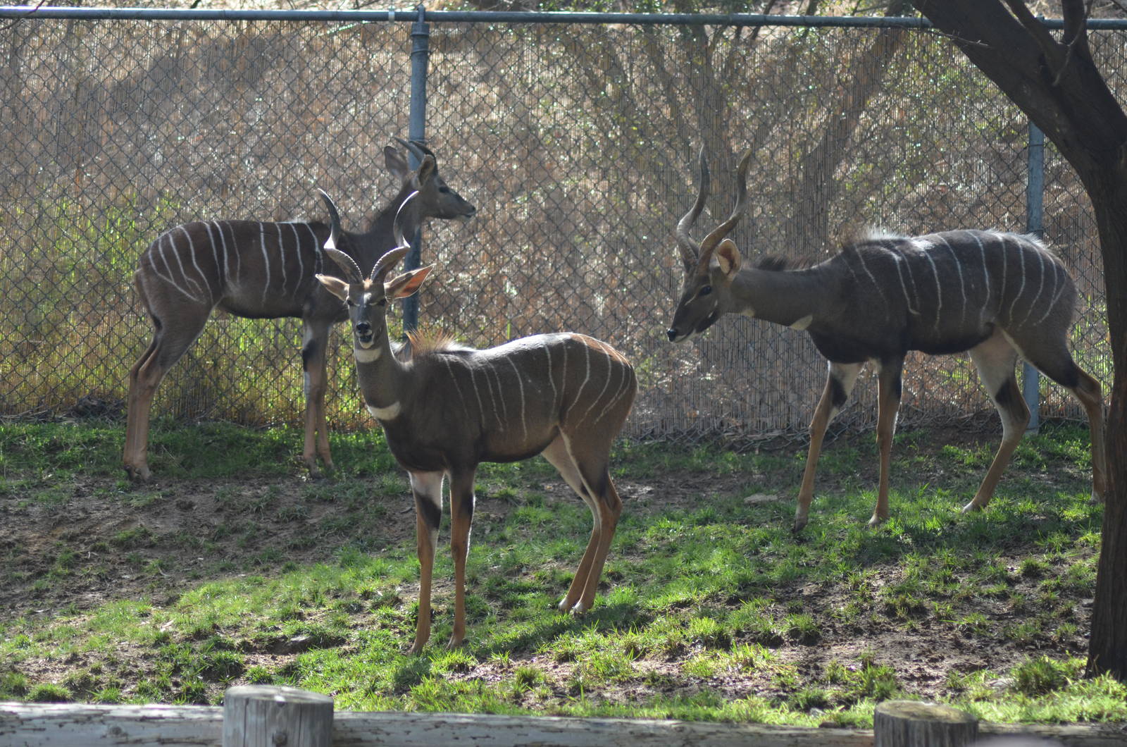 Lesser Kudus