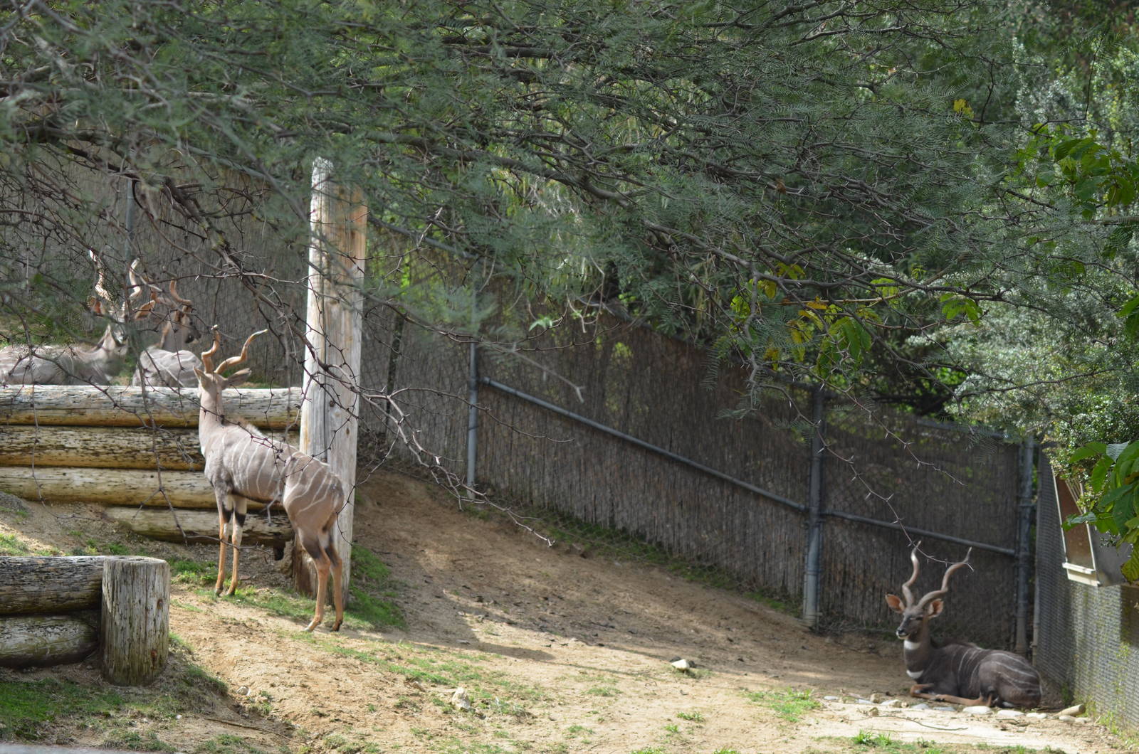 Lesser Kudus