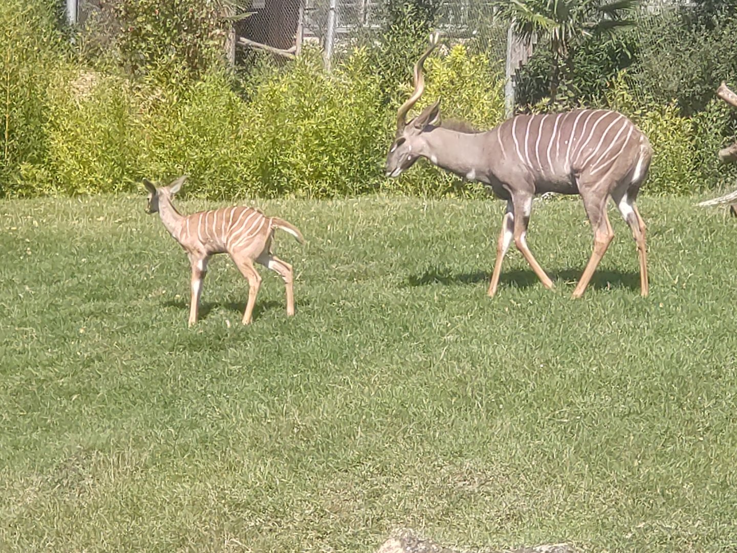 Lesser kudus