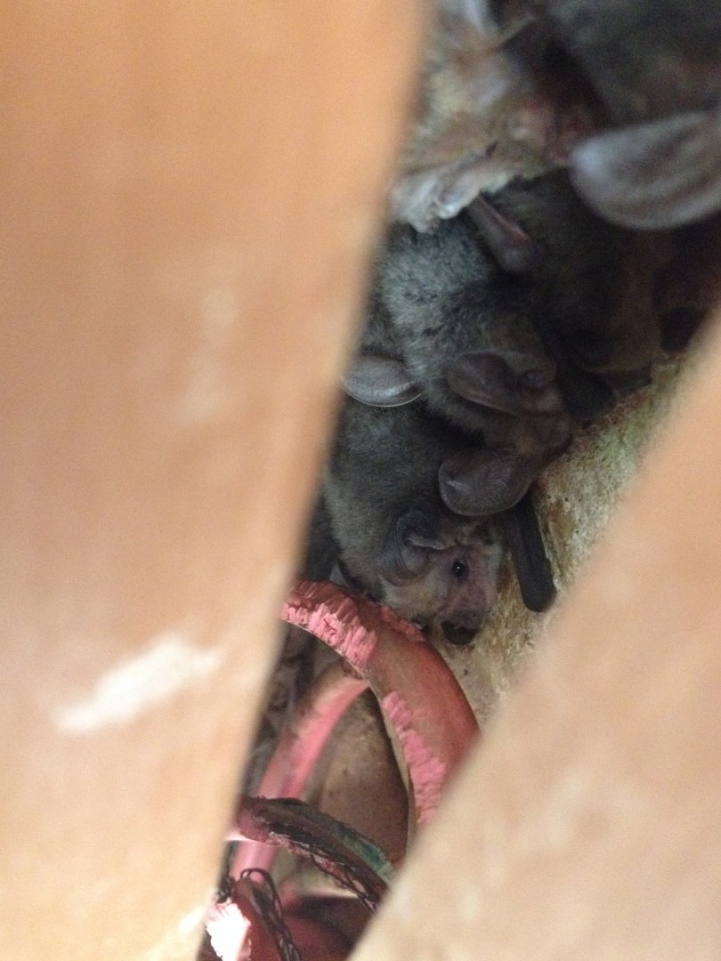 Lesser Long-eared Bat (Nyctophilus geoffroyi)