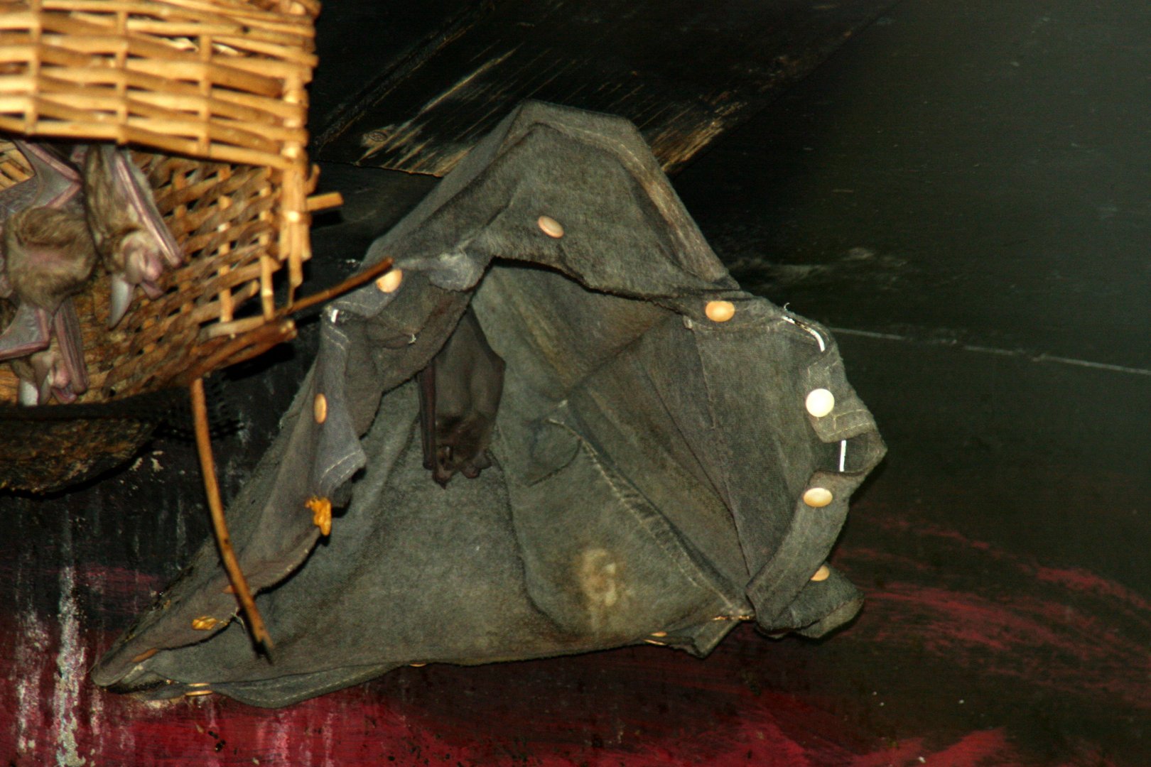 lesser long-nosed bat (Leptonycteris yerbabuenae)