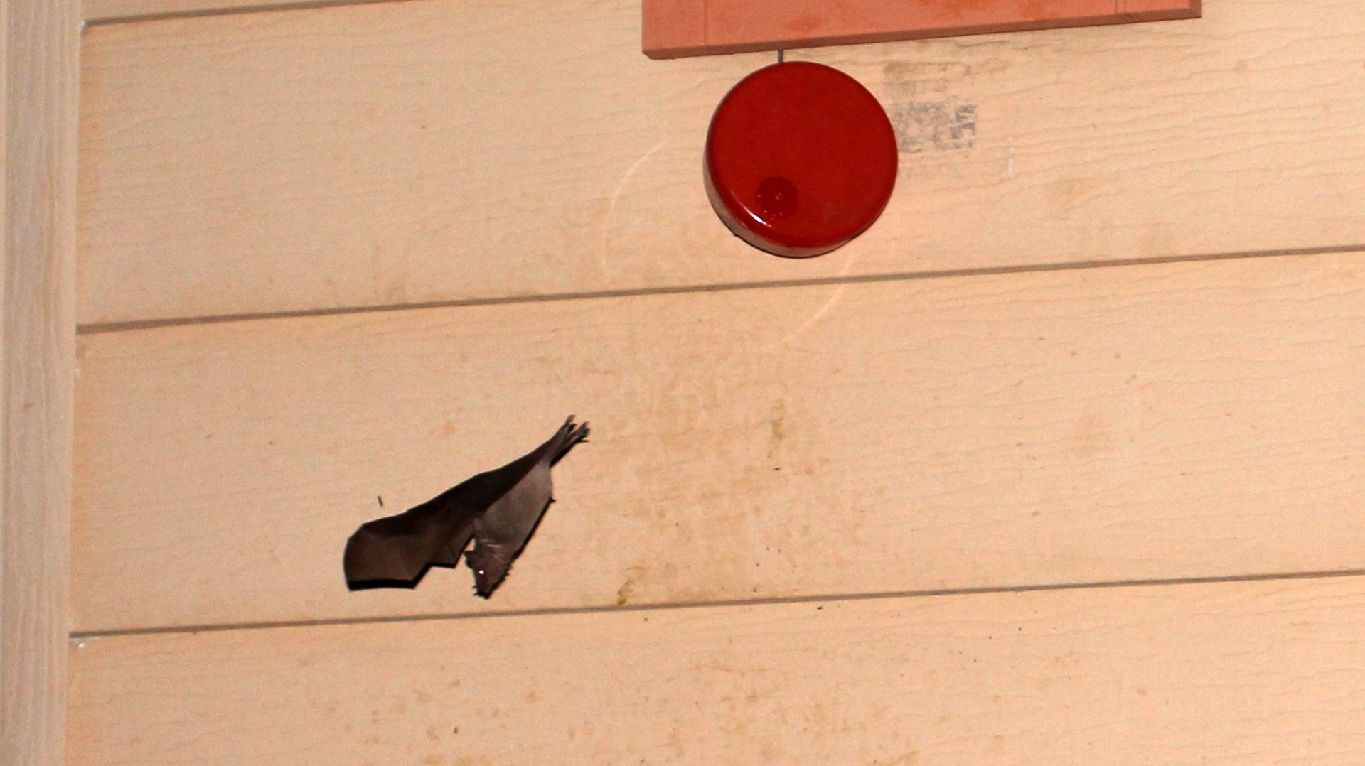 lesser long-nosed bat (Leptonycteris yerbabuenae)