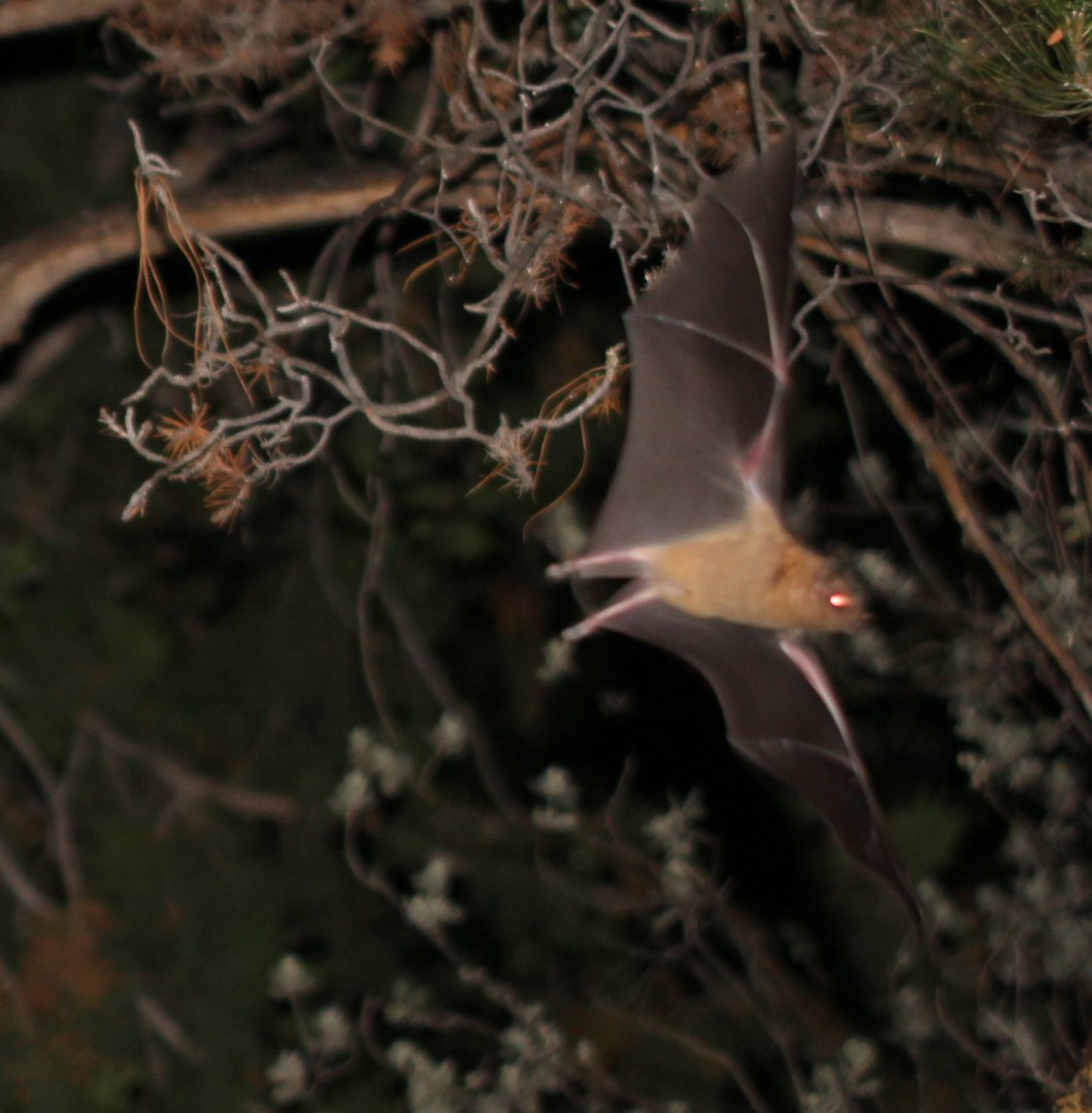 lesser long-nosed bat (Leptonycteris yerbabuenae)