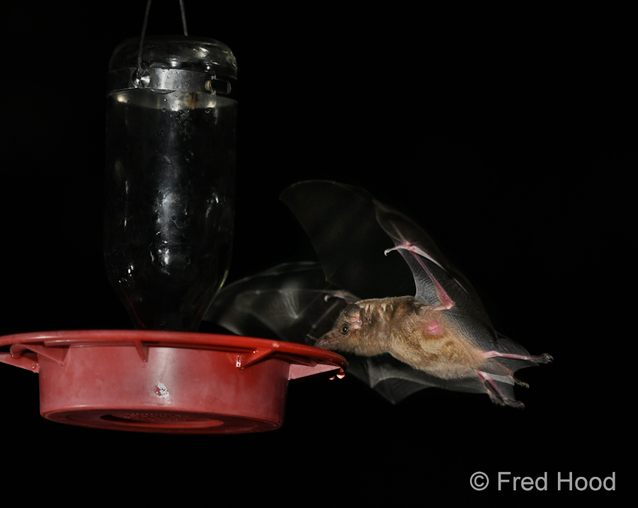 lesser long nosed bat