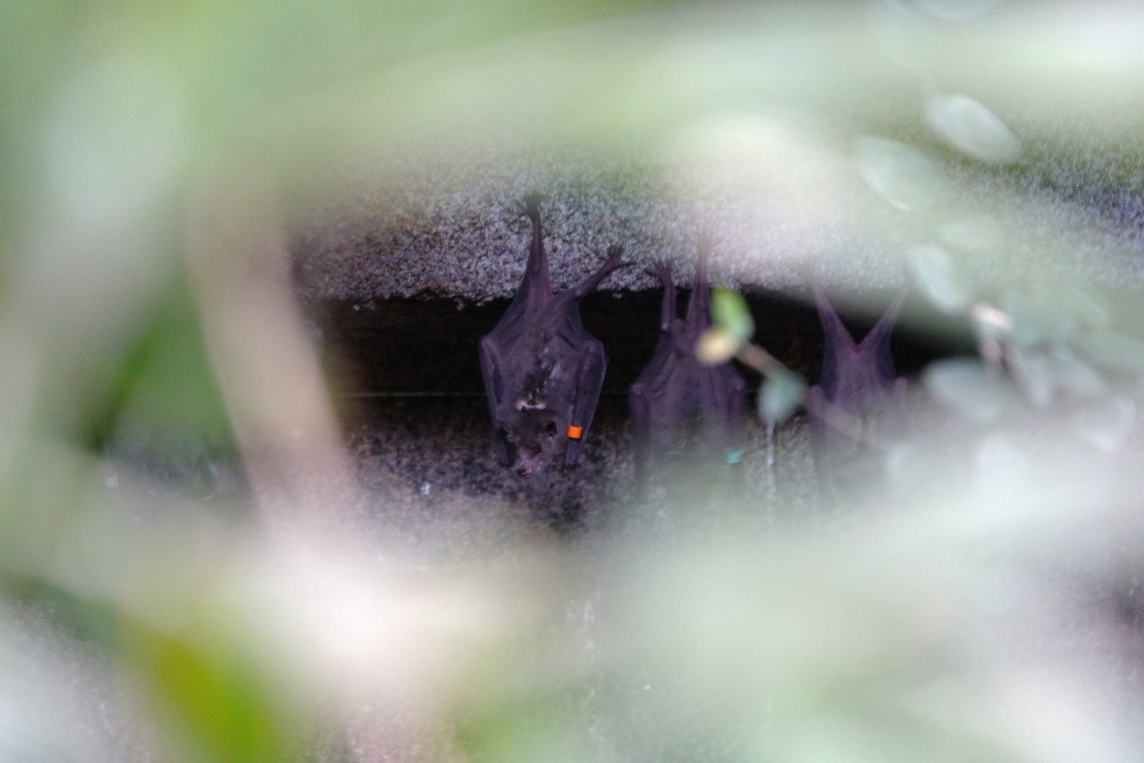 Lesser long-nosed bat