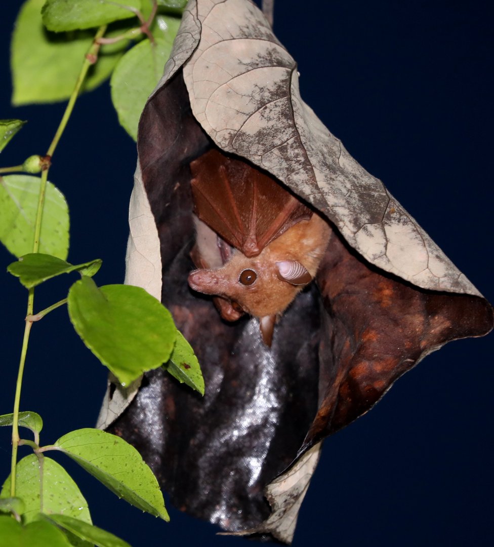 Lesser Long-tongued Fruit Bat (Macroglossus minimus)
