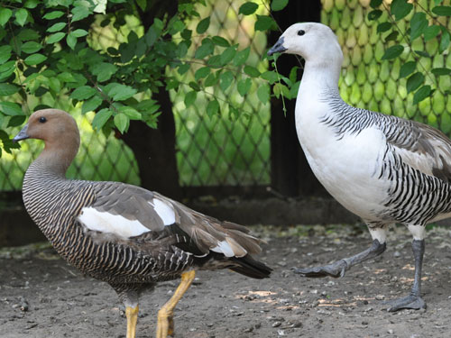Lesser Magellan Goose in Kishinev Zoo