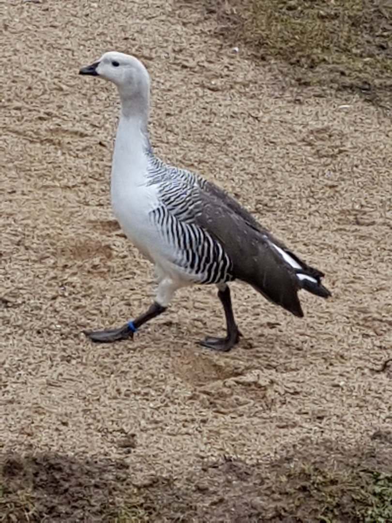 Lesser Magellan Goose