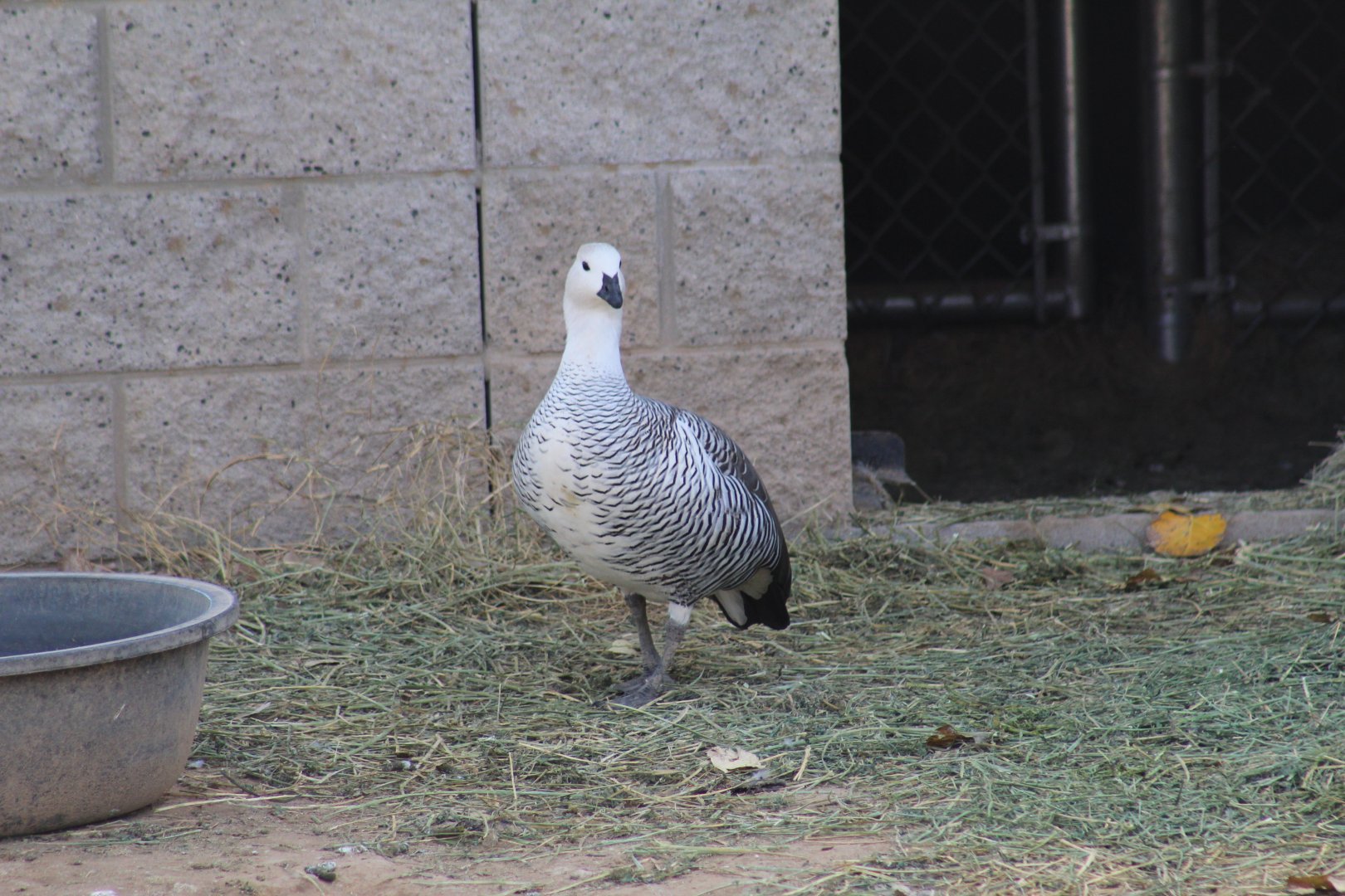 Lesser Magellan Goose