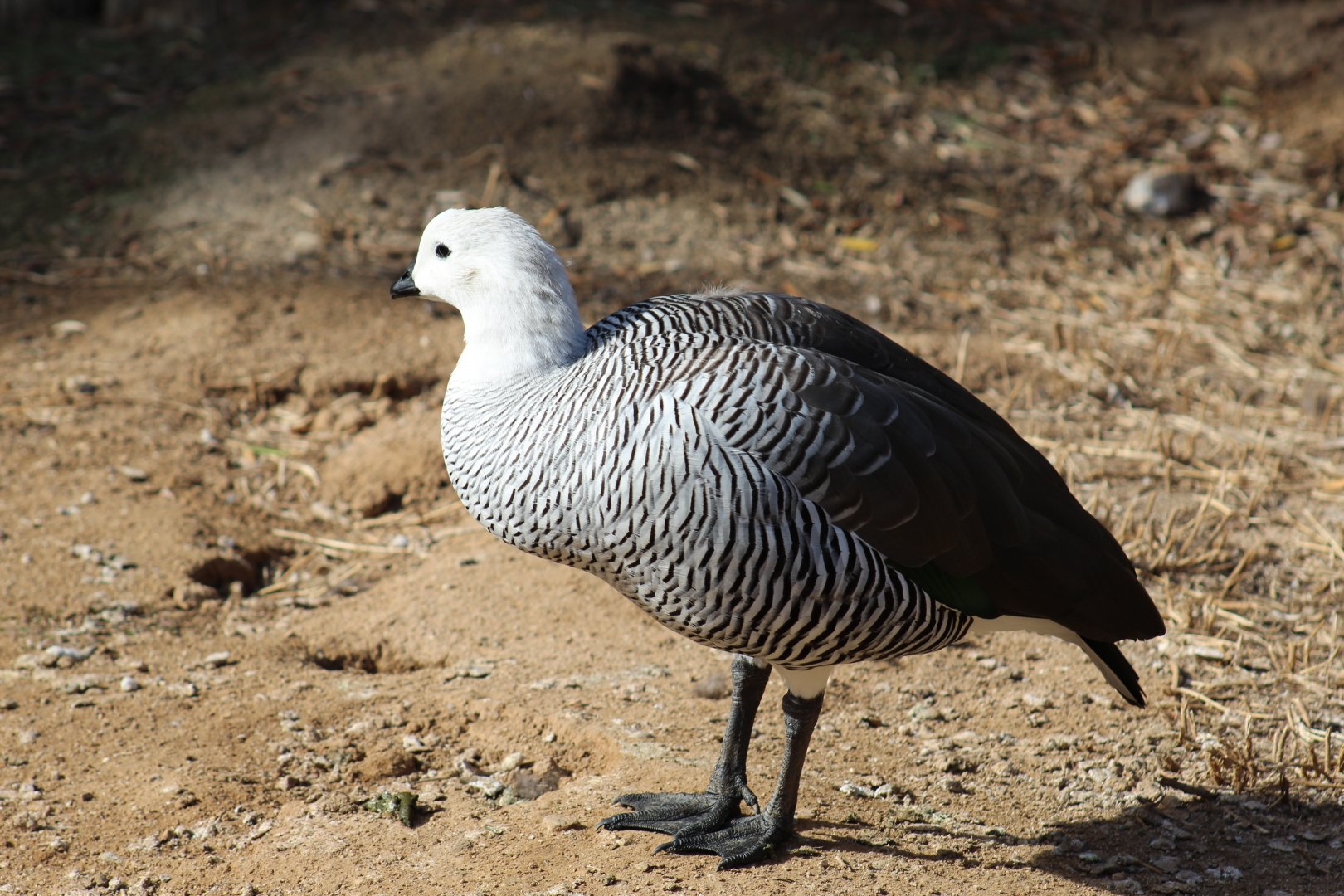Lesser Magellan Goose