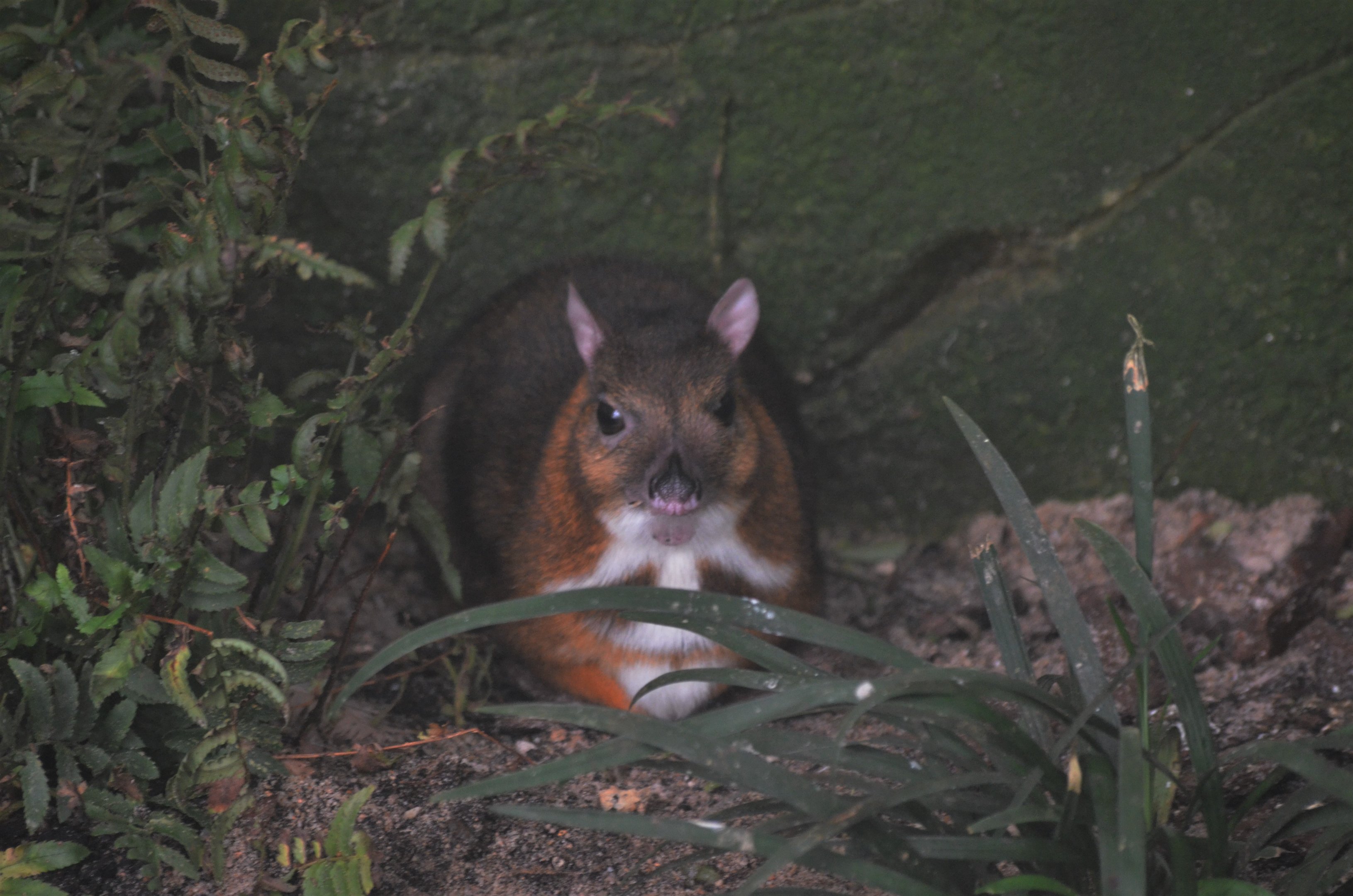 Lesser Malay Chevrotain at Beauval, 12/06/18