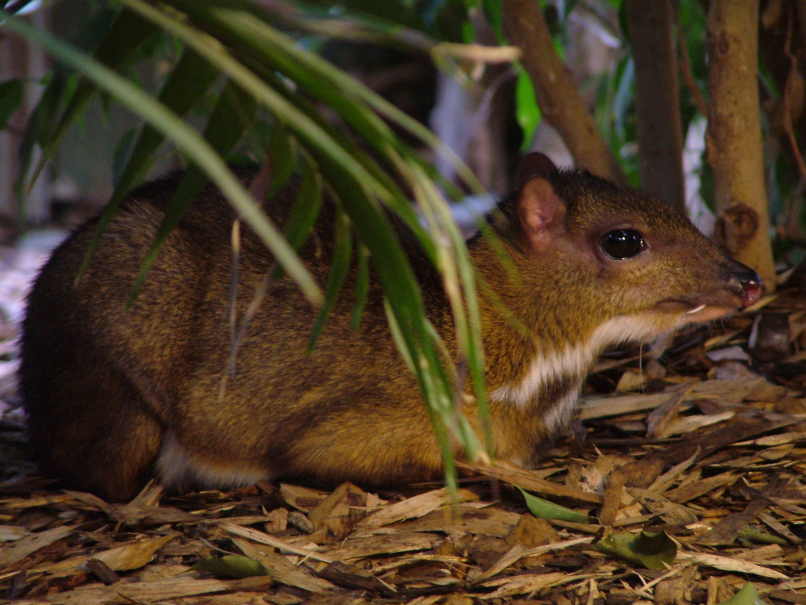 Lesser Malay Chevrotain at Colchester, 28/08/10