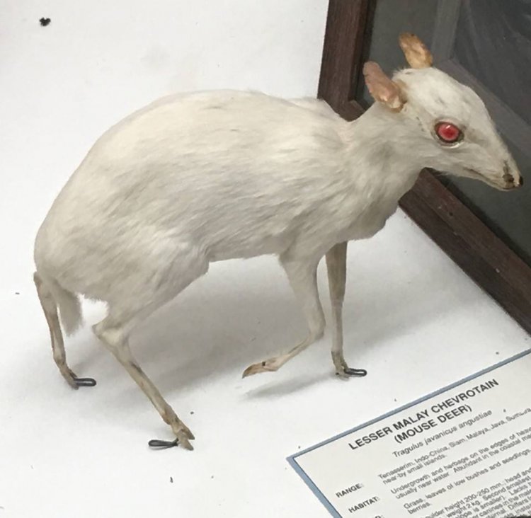 Lesser malay chevrotain (Tragulus kanchil angustiae)