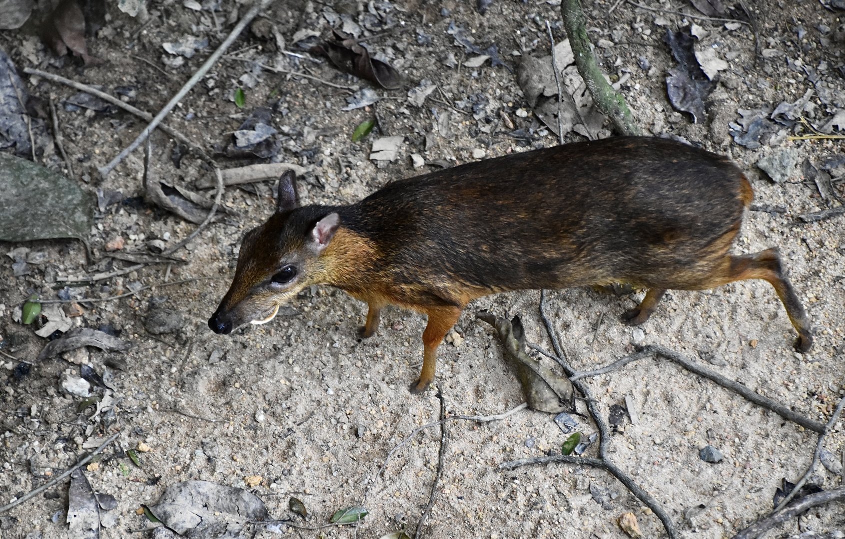 Lesser Malay Chevrotain (Tragulus kanchil) with curved fangs