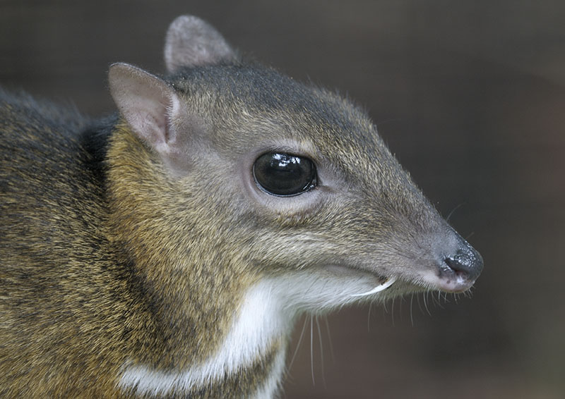 Lesser Malay chevrotain