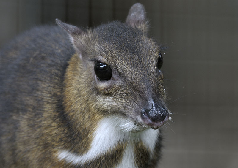 Lesser Malay chevrotain