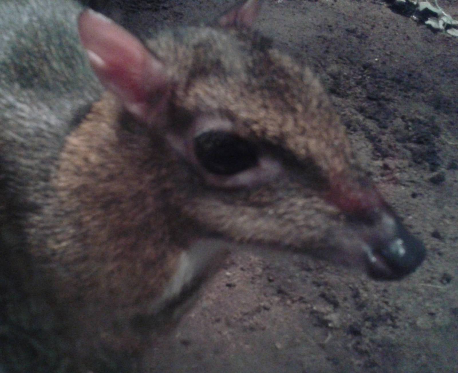 Lesser malay chevrotain