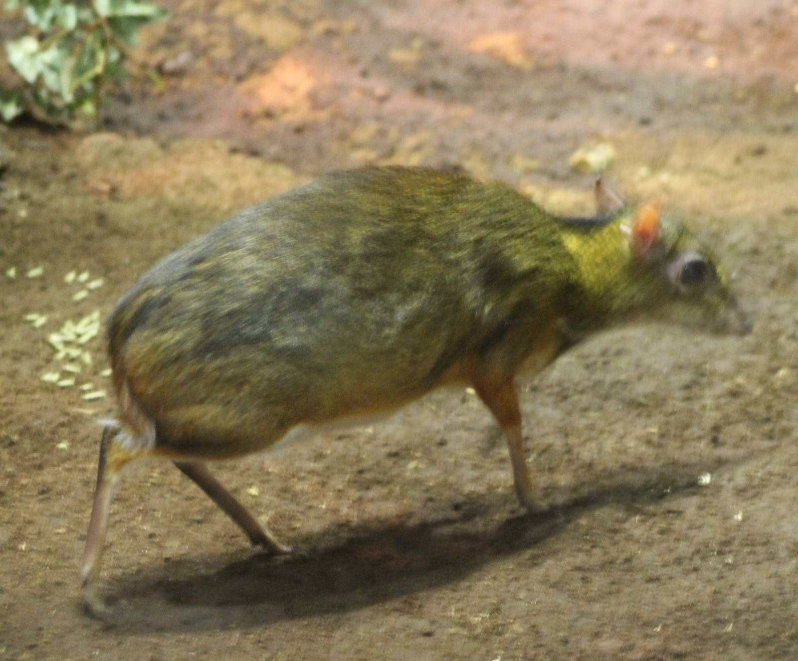 Lesser malay chevrotain