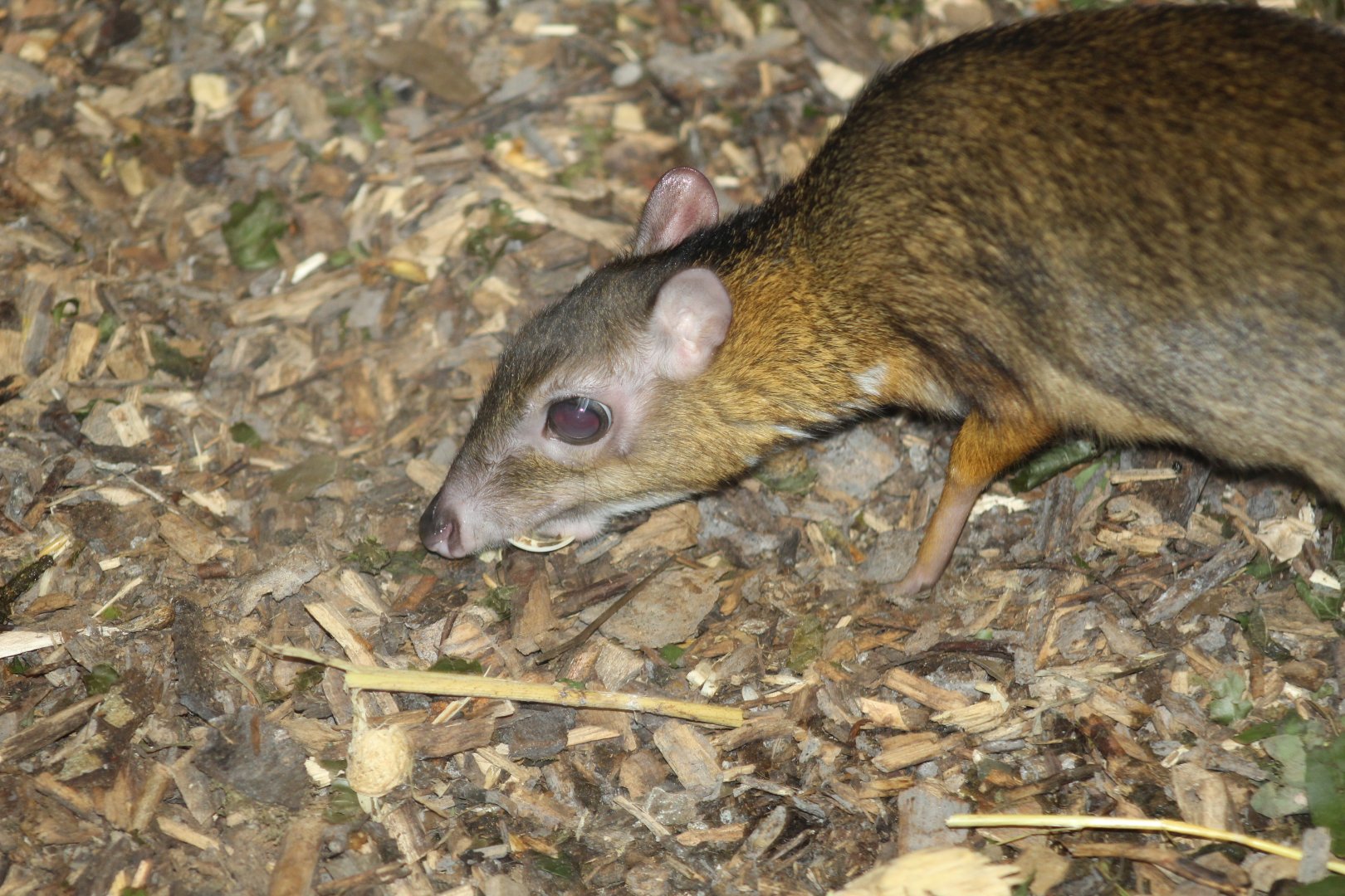 Lesser Malay Chevrotain