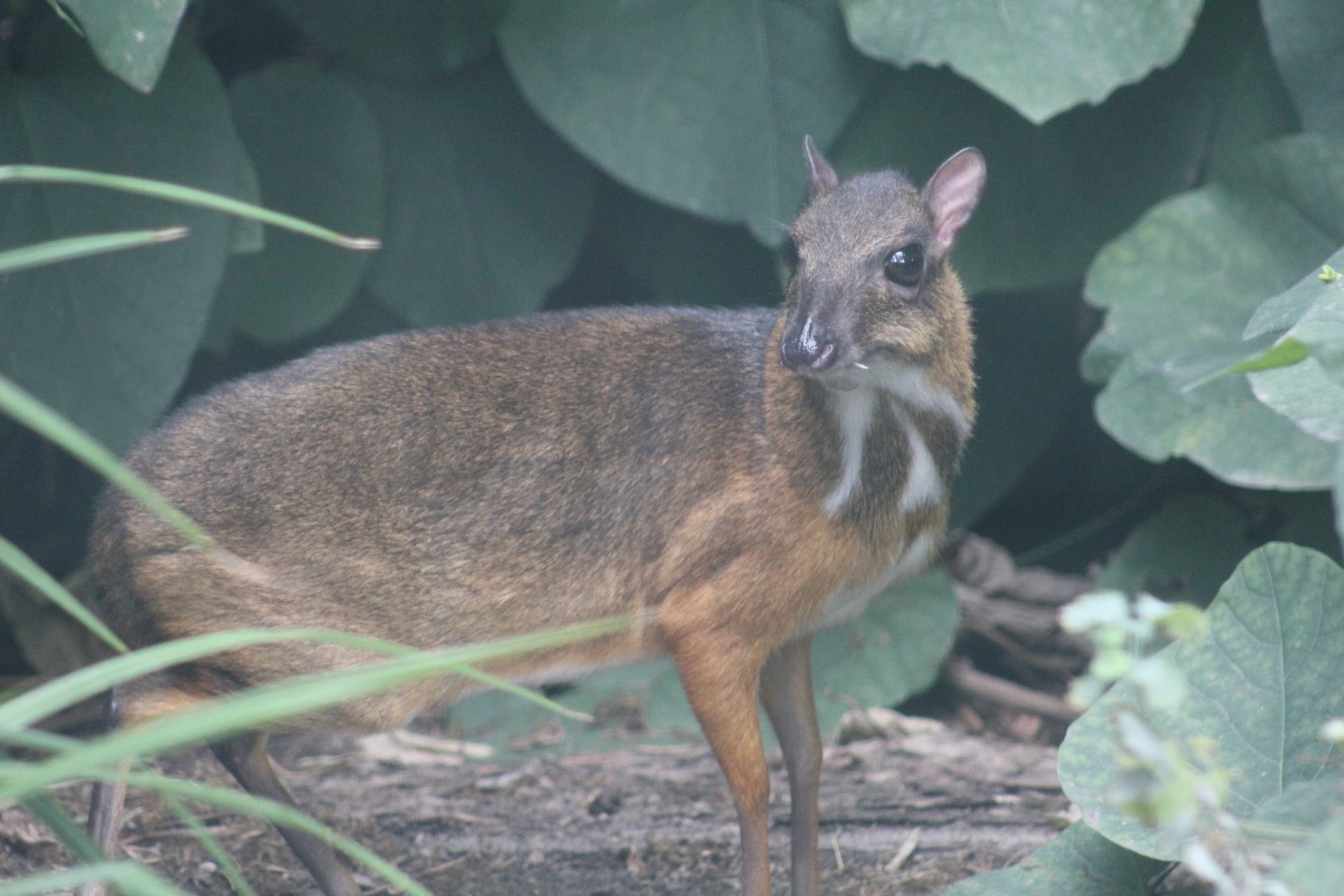 Lesser Malay Chevrotain