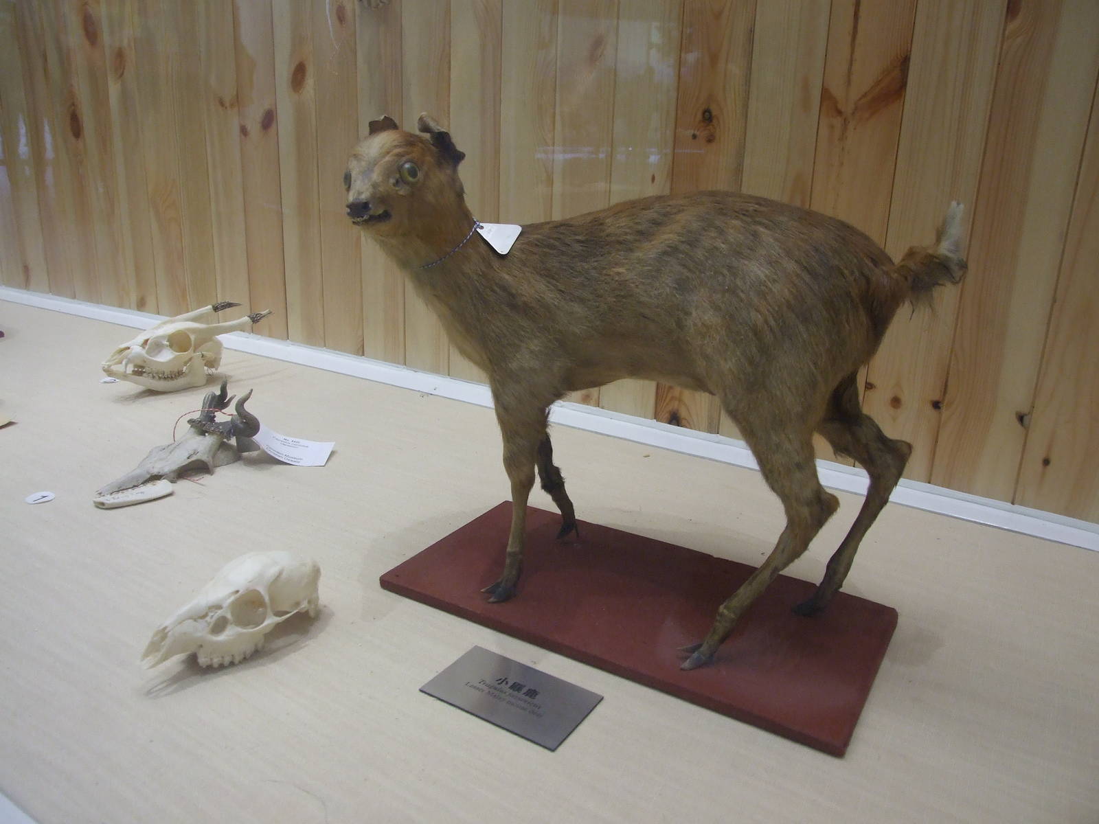 lesser Malay mouse deer