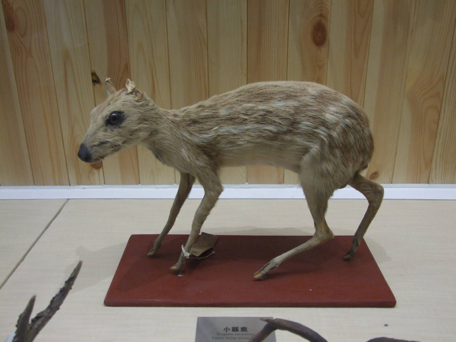 lesser Malay mouse deer