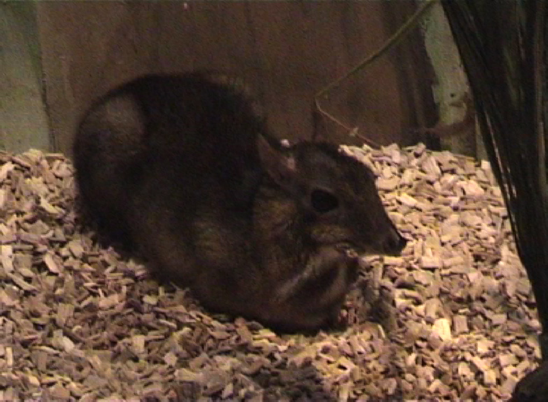 Lesser Malayan Chevroitan