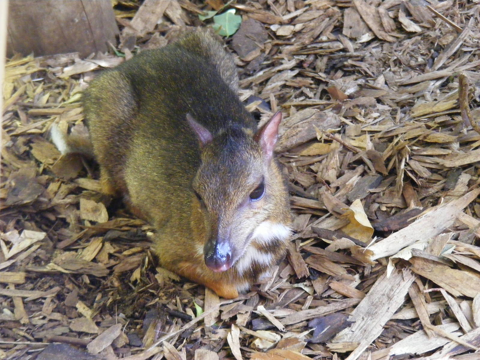 Lesser Malayan chevrotain at Colchester Zoo, 17 September 2010