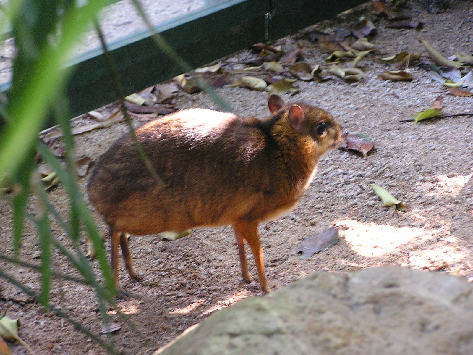 Lesser Malayan chevrotain/ Tragulus javanicus