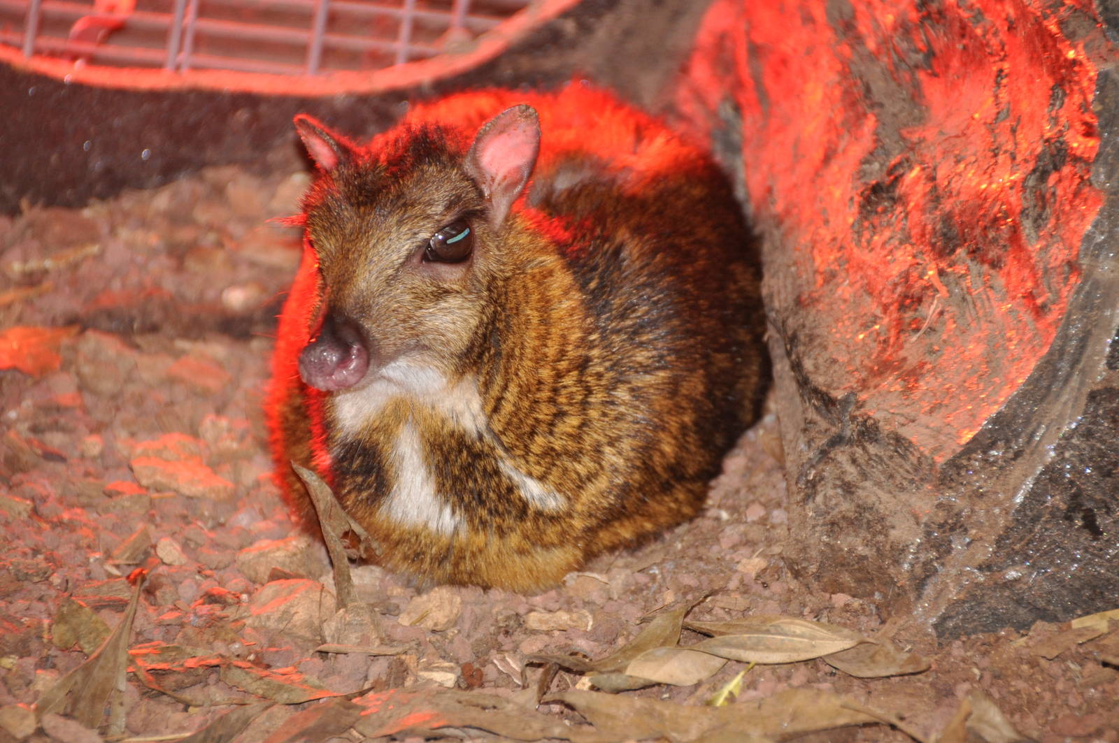 Lesser Malayan chevrotain/ Tragulus javanicus