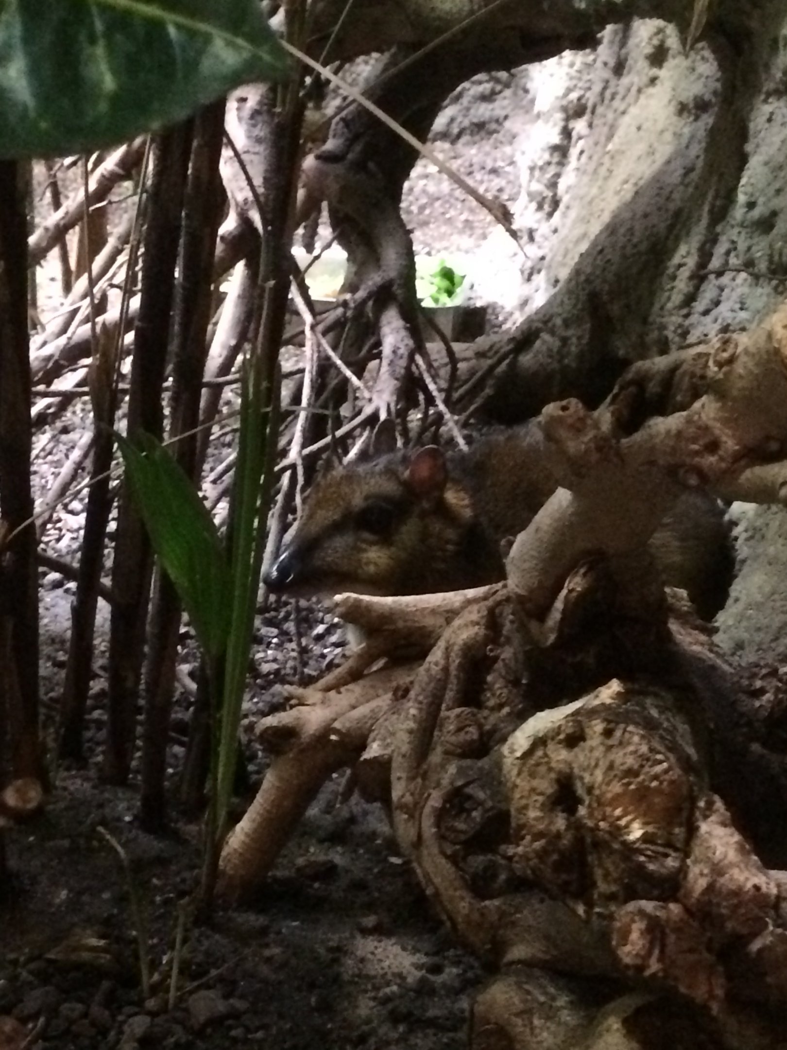 Lesser Malayan chevrotain