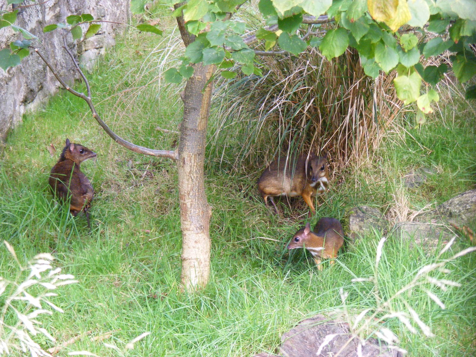 Lesser Malayan chevrotains at Edinburgh Zoo, 2 October 2010