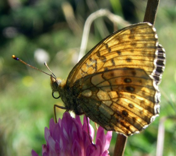 Lesser Marbled Fritillary (Brenthis ino)