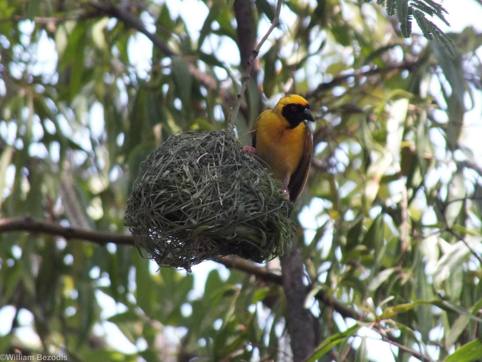 Lesser Masked Weaver - 2012