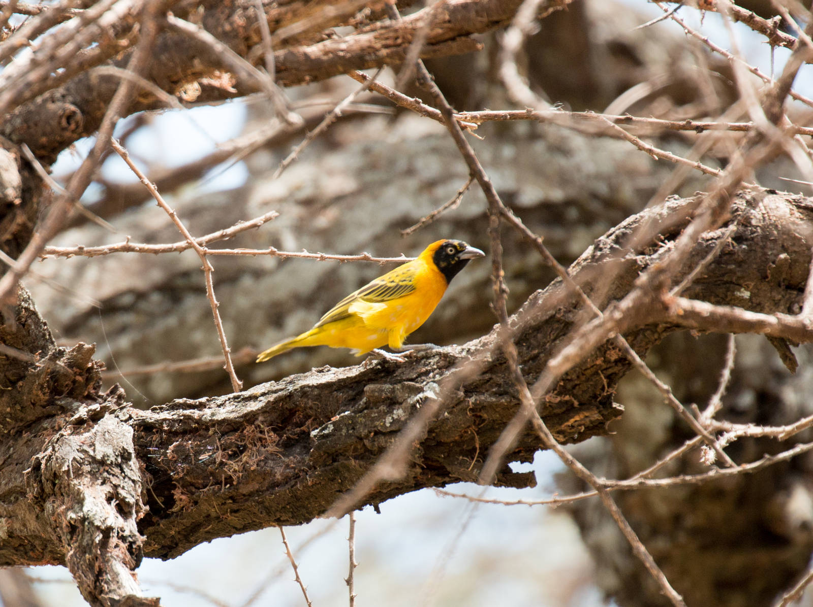 Lesser Masked Weaver