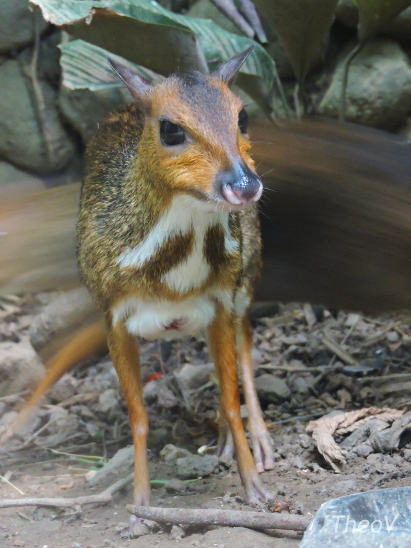 Lesser mouse-deer [2016]