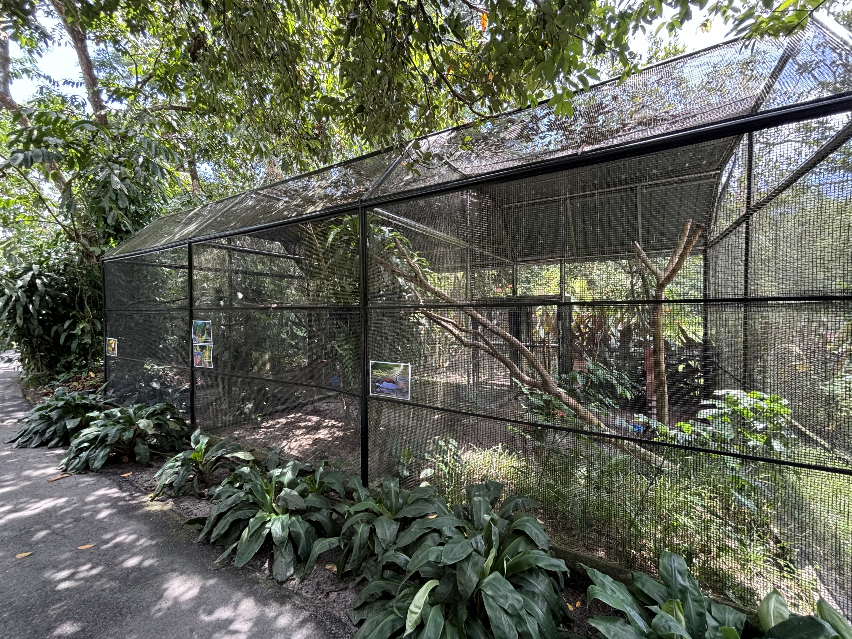 Lesser Mouse-deer + Assorted Birds