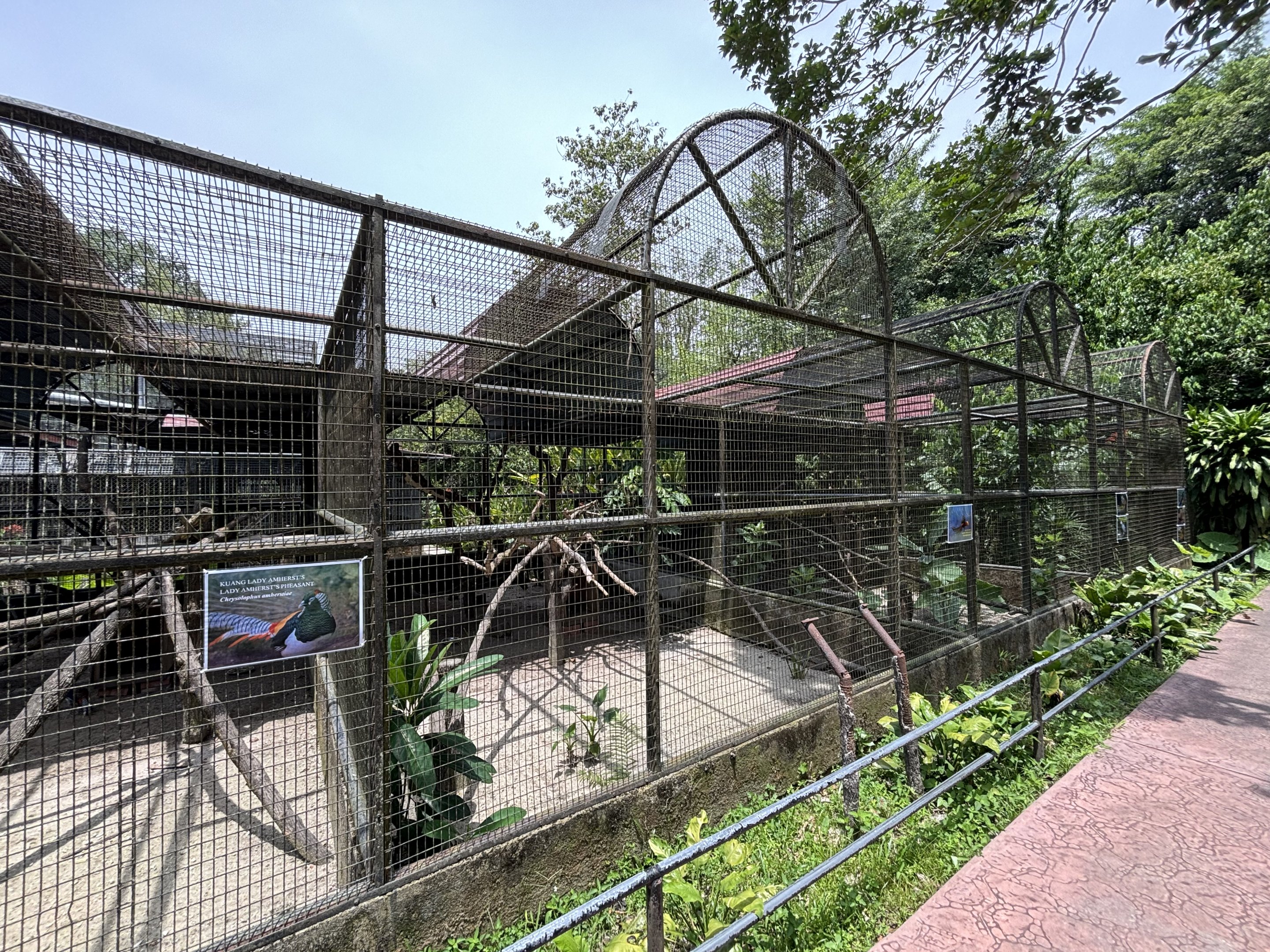 Lesser Mouse-deer + Assorted Birds